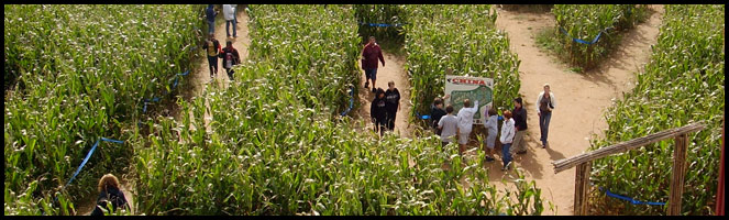 Fall at Maize Quest Corn Maze and Fun Park (New Park, PA)