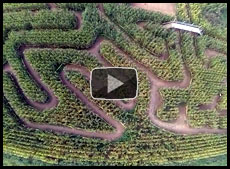 Videos: What's it like at Maize Quest?