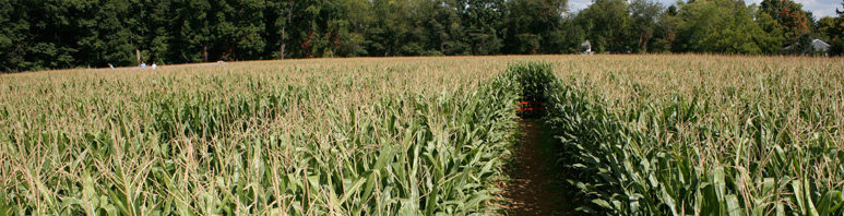 Giant Corn Maze - York PA